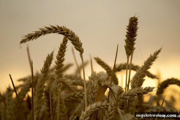 mg电子游戏介绍：街机番摊的稳健之选——资金管理与首存优惠策略详解